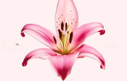 Сон в летнюю ночь