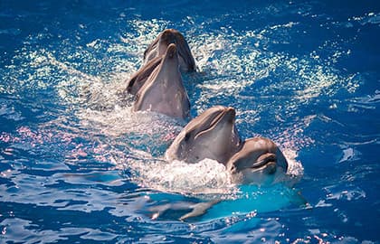 Шоу Дельфинов