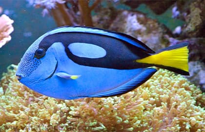 Океанариум