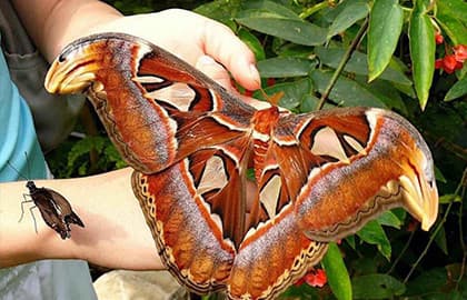 Сад бабочек